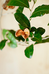 アウトドアとお茶020