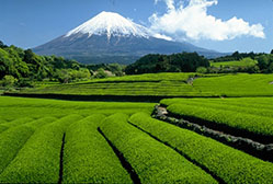 アウトドアとお茶139