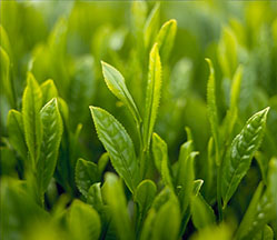 アウトドアとお茶140