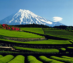 アウトドアとお茶141