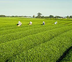 アウトドアとお茶142