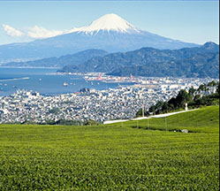 アウトドアとお茶143