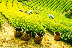 アウトドアとお茶145