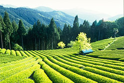 アウトドアとお茶146