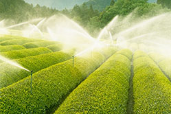 アウトドアとお茶150