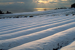 アウトドアとお茶151