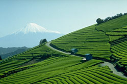 アウトドアとお茶152