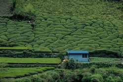 アウトドアとお茶153